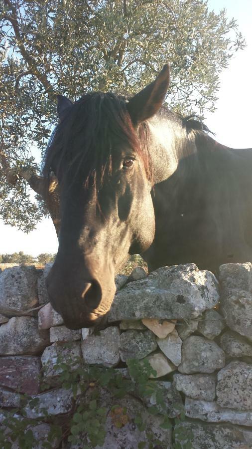 Masseria Gianca Cisternino Luaran gambar